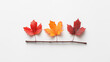© jbuinac - Fallen twig with red orange and yellow maple autumn leaves isolated on white background with space for text. Flat lay, top view. Minimal concept of fall nature post card.