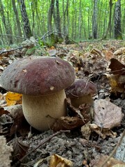 Close-up of two boletus mushrooms growing in a lush forest, surrounded by dry leaves and soil. The natural environment and earthy colors highlight the mushrooms in their woodland habitat