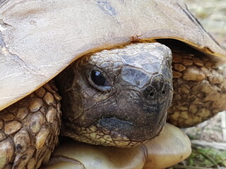 A close-up of the turtle's head