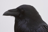 raven close-up on white background