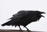 yelling raven on a white background