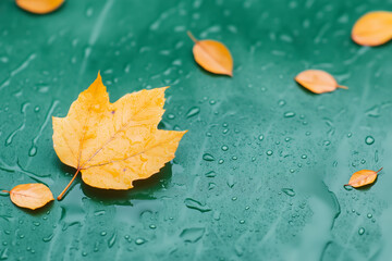 Wall Mural - golden maple leaf resting on a wet surface surrounded by smaller leaves in autumn rain