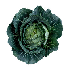 Poster - This image showcases a fresh green cabbage with intricate leaf patterns, isolated on a white background, emphasizing its vibrant color and texture
