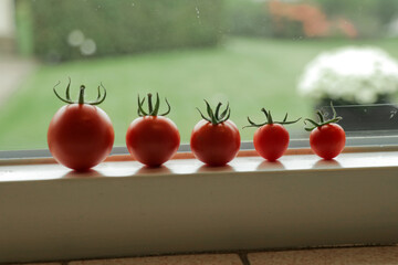 Fresh tomatoes from vegetable garden. 