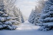 © Vitalii Shkurko - Snow-covered trees lining a serene pathway in a winter wonderland during the day