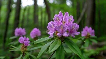 Poster - A close-up of a cluster of vibrant pink rhododendron flowers blooming in a lush green forest.