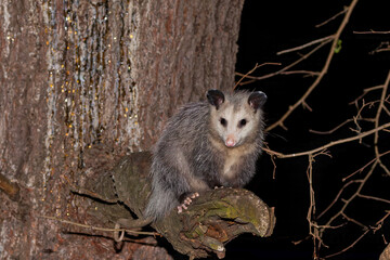 Wall Mural - the virginia opossum (didelphis virginiana) - north american opossum, climbing on the tree. wild nig