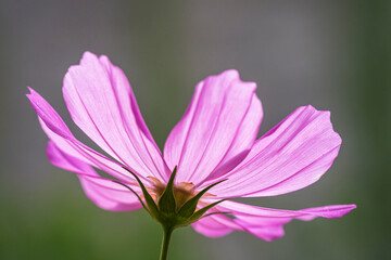 Wall Mural - Closeup view of isolated backlit purple pink cosmos bipinnatus flower aka garden cosmos or Mexican aster blooming outdoors in garden