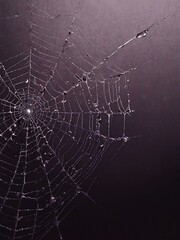 Wall Mural - Purple spider web illustration