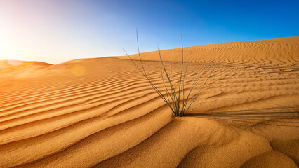 Golden desert sand during sunset as background.