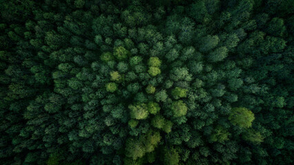 Aufkleber - Aerial view of green summer forest with spruce and pine trees forest view from above, aerial top view with copy space design for web banner.