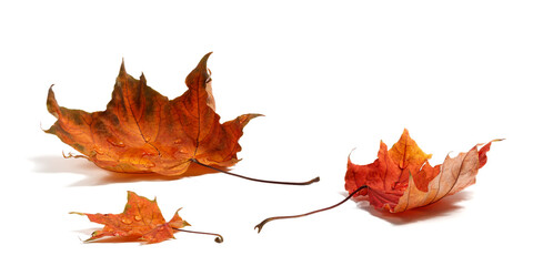 Poster - Autumn leaves with water drops on white background. autumn season concept background