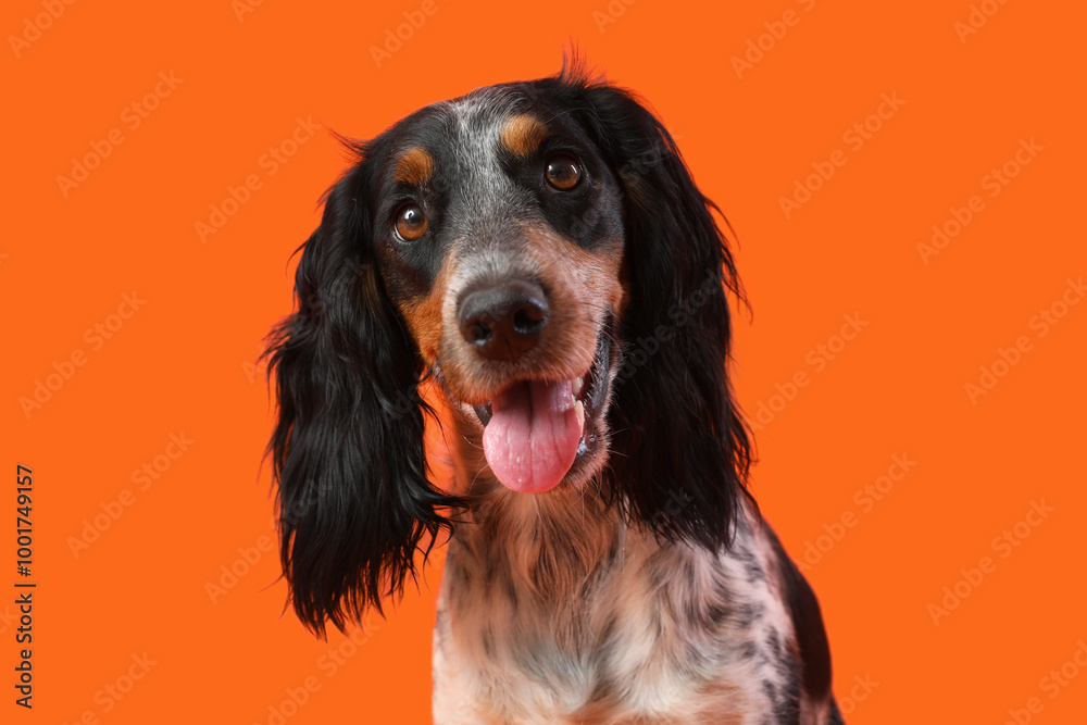 Portrait of cute funny cocker spaniel dog on orange background