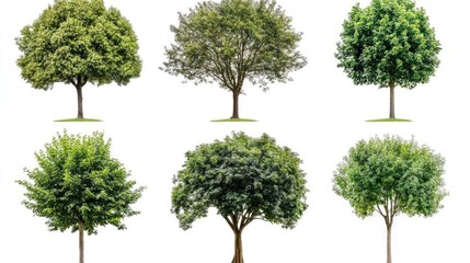 Wall Mural - six green trees isolated on a white background, perfect for compositing or design.