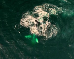 Wall Mural - A whale is seen swimming near the shore, its large body gliding through the ocean waters in a serene environment.