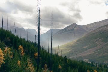 a beautiful scene of towering mountains covered in forest trees under a cloudy sky. tall, thin tree 