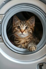 Sticker - A curious kitten peeks out from inside a washing machine. AI.