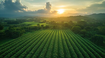 Sticker - Aerial view of a vast, lush green field of crops during a beautiful sunset.