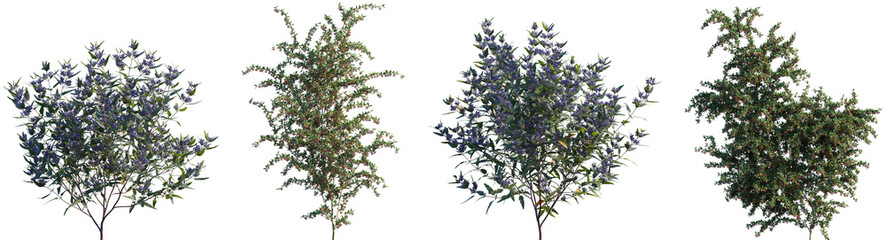 Wall Mural - set of caryopteris x clandonensis and pyracantha coccinea frontal isolated png on a transparent back
