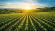 © Chronicles Artsy  - Vibrant Vineyard Landscape Under Warm Sunset Glow