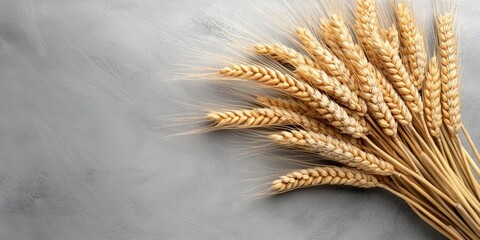 Wheat Ears on a Gray Background