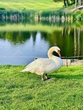 swan by a pond