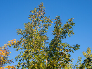 green and yellow willow foliage