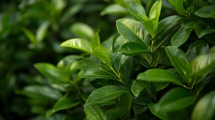 Poster - A dense cluster of vibrant green leaves is beautifully lit by gentle natural light, creating soft shadows and providing ample space for design elements on the side
