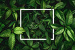 © Aleena - white frame background, top view of green leaves with a white square shaped frame in the middle, nature concept mockup, copy space