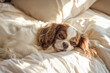 © LivioOzuna - avalier King Charles Spaniel dog relaxing on the bed