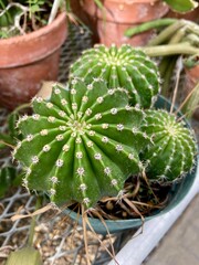 cactus in a pot