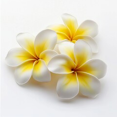 Wall Mural - fresh frangipani flower on a white background