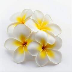 Wall Mural - fresh frangipani flower on a white background