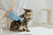 © Nataliya - A veterinarian listens to the heartbeat of a kitten with a stethoscope in the clinic.