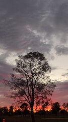 tree at sunset