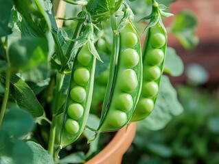 Sticker - peas in a hand