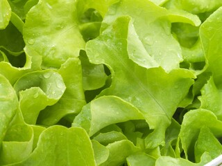 detail of lettuce with macro