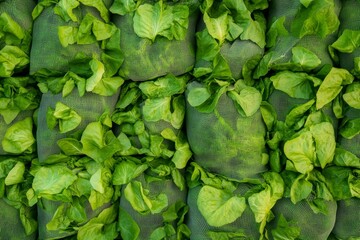 Poster - Aerial View of Symmetrical Green Lettuce Bags Creating a Geometric Pattern