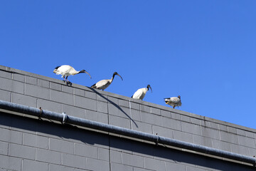 Australian White Ibis birds perched on the roof of a building against a clear blue sky