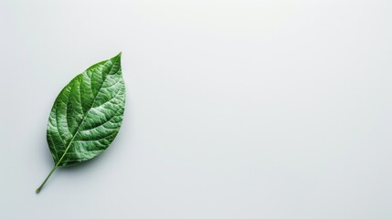 Sticker - Single Green Leaf on Light Background