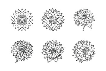 Aster Flower line icon set Vector. Minimalist Black Design white background.