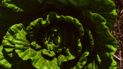 Canvas Print - Lush Green Cabbage Leaves