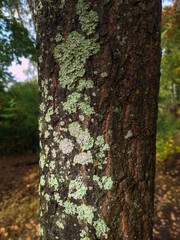 Aufkleber - A detailed view of a tree's bark covered in lush green moss, suitable for use in nature-inspired designs.