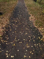 Poster - A serene outdoor scene with a well-maintained pathway surrounded by fallen leaves.