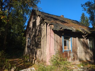 Poster - A small wooden cabin surrounded by trees in a dense forest.