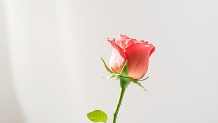 Wall Mural - Single pink rose on a white background