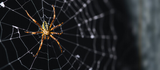 Spider in Web