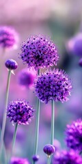 Wall Mural - Allium Bloom: Stunning Nature Close-Up of Beautiful Purple Spring Flower