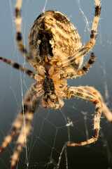large spider on web as background.