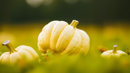 Sticker - Close-up of a White Pumpkin in a Field